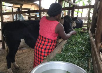 Bwindi- Mgahinga Communities benefit from UGX 178 Million funds, BMCT Officials explain