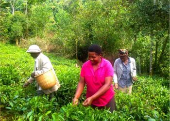 Bwindi NP: Tea growing to boast Household Incomes