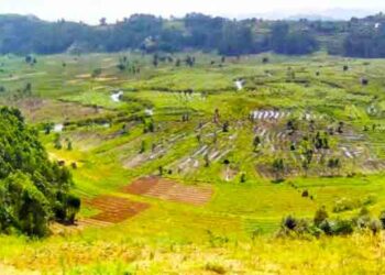 Reformed Wetland Users in Busanza decry Gov’t delays on alternative Projects.