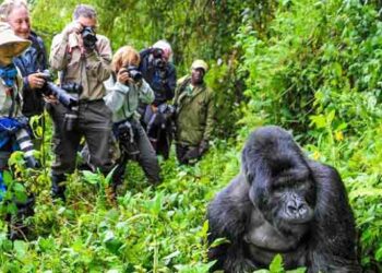 UWA withdraws Gorilla Permits from NCDF
