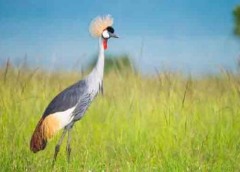 Kisoro Resident saves National Bird from Captivity