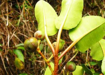 Batwa to benefit from sharing Indigenous Knowledge and Practices.