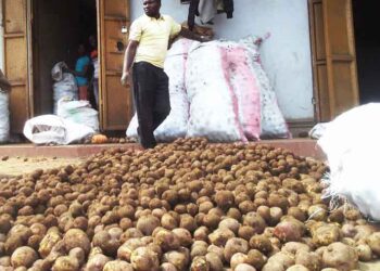 Scorching Sun leaves Irish Potato Farmers in serious Dilemma.