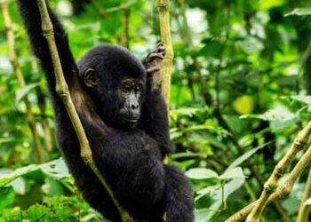 Scandal as ‘stolen’ multimillion donation in Bwindi Mgahinga Conservation Area unearthed