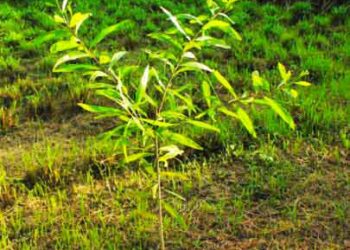 Leaders in Busanza plant Trees to curb Land encroachment.