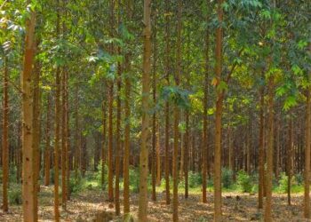 Green Deserts in Kigezi hide Food Insecurity- Bishop Rubaramira Says.