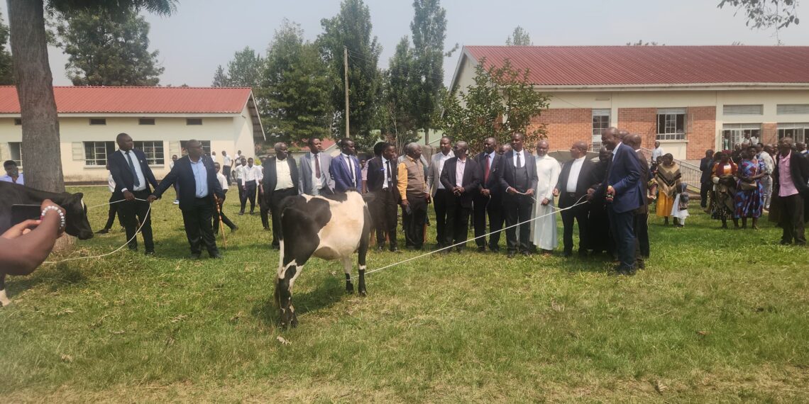 Mutolere SS almunae handover two heifers to the School administration and management on Sunday [Photo by Derrick Akampurira]