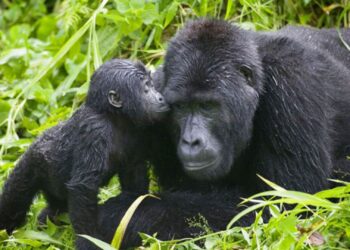 Revenue Sharing funds, Tourist numbers fall