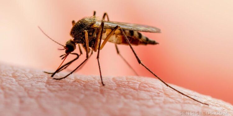 The government of Uganda has prioritised distribution of mosquito nets as one of the ways to control malaria.