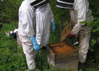 Farmers Urged to Spray Crops in Evening to Protect Bees in Kisoro