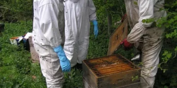 Farmers Urged to Spray Crops in Evening to Protect Bees in Kisoro