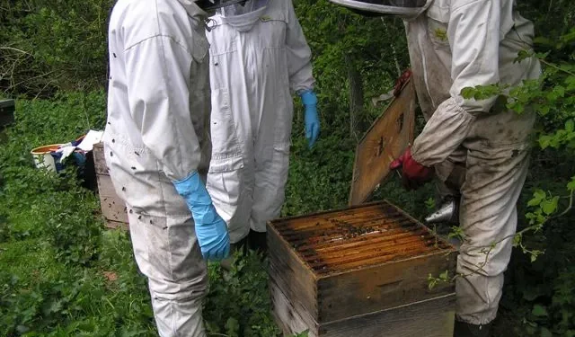 Beekeepers prepare their hives in Uganda [File Photo]